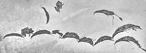 Giardia (lamblia) intestinalis Giardia (lamblia) intestinalis